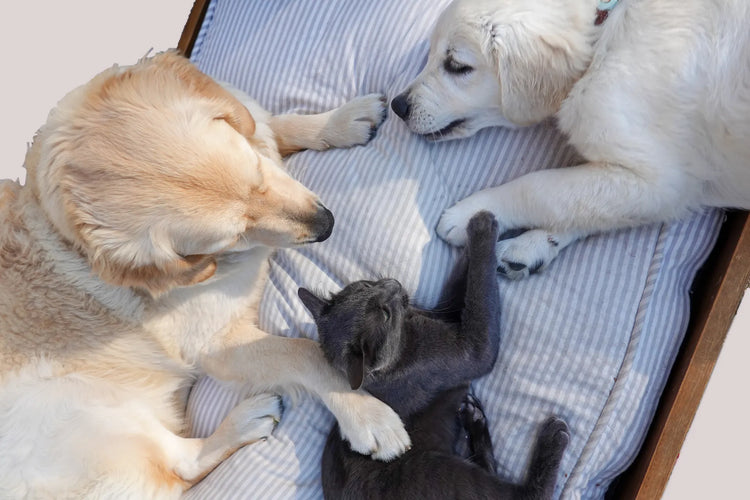 Beds & Comfort