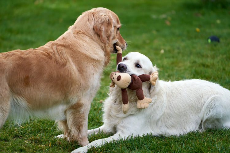Toys & Enrichment